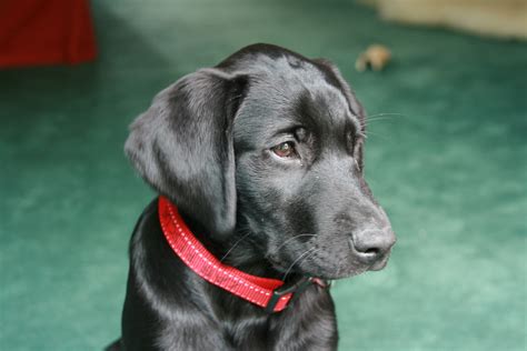 Blk lab - Chocolate is one of the three primary coat colors (the other two are yellow and black) according to the official breed standard. These chocolate Lab names strive to capture how lovely a chocolate brown …